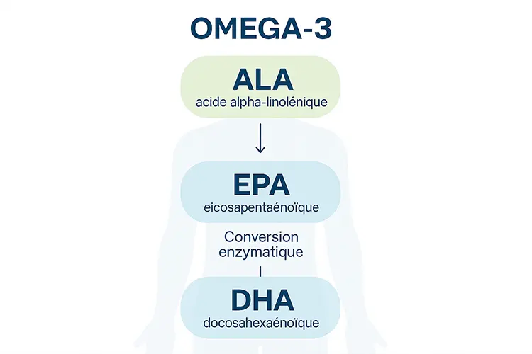 Oméga 3 et peau : faut-il prendre des compléments ? - Schéma illustrant la conversion ALA → EPA → DHA dans le corps