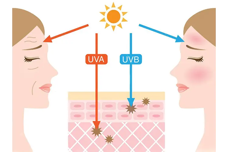 Crème solaire : votre alliée santé et anti-âge - illustration des effets des UVA et UVB sur la peau