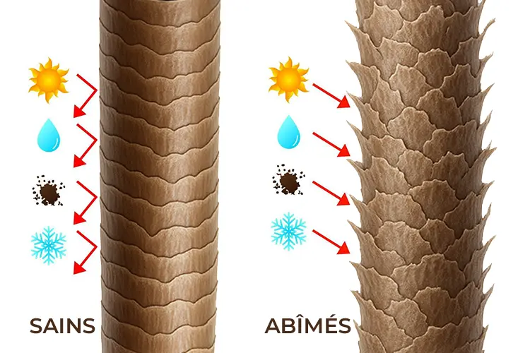 Soins capillaires : conseils d’un médecin pour des cheveux brillants - image comparative entre cheveux sains et abîmés au microscope